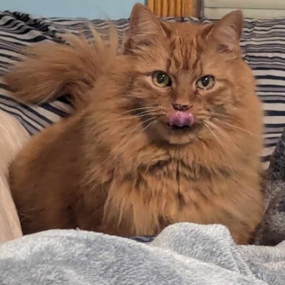 OMW2theForum's profile picture. Fostering bipartisan discussion is my aim. Been described as "terminally polite". Contrary to popular opinion, I am not a bot, a liberal, or a punching bag.