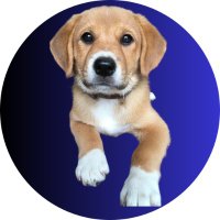 はち (@smilinghachi) 's Twitter Profile