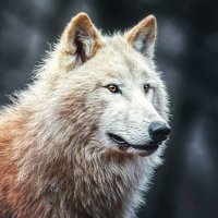 White Wolf (@cheesalt82023) 's Twitter Profile Photo White Wolf (@cheesalt82023) 's Twitter Profile Photo
