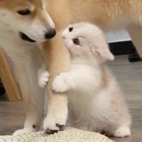 🐶こ (@tihs311) Twitter profile photo