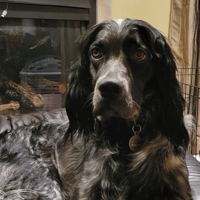 AdamMountainMan's profile picture. 