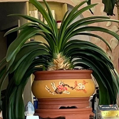 ultratone608's profile picture. 