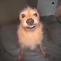 Void (@voidz_543) 's Twitter Profile