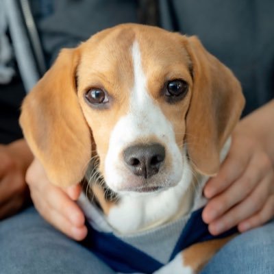 もなか🐶ビーグル Profile
