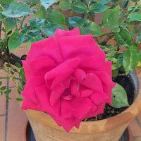 Rose Paci (@rosipacros555) 's Twitter Profile