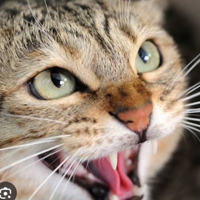 sunusimusa6097's profile picture. 