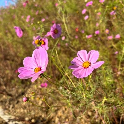 🌸 仕事とプライベートを両立
📚 休日は読書、カフェ巡り、散歩が好き
🍽️ 自炊が得意で、料理にハマり中
🌿 季節の花と家庭菜園
💬 日々の小さな幸せに感謝して生きる
💖 あたたかな時間を大切に
#日常 #ライフスタイル #料理好き #読書好き