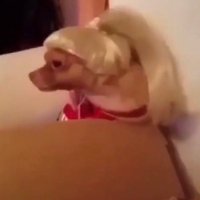 terrorese (@aryana_grindr) 's Twitter Profile Photo