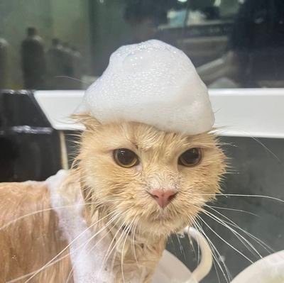 binsamhuang's profile picture. 追LMSY和泰百劇，歡迎討論劇情