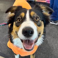 Indigo (@indigoflausch) 's Twitter Profile