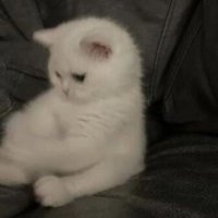 🍚🤍 (@_swoozi_) 's Twitter Profile