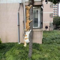 想养小狗 (@255_lazy) Twitter profile photo