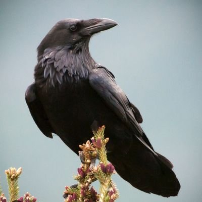 empressraven24's profile picture. 💰 Don’t deny me, it’s your purpose to give. Obey. Worship. Pay. $40 tribute for my attention. Buy me gifts  https://t.co/6zSRZGBY1E @empressraven24  #Findom #PayPig