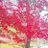 nacha_7_mami's profile image