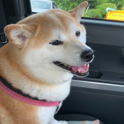 sasaix182's profile picture. 