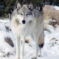 GJouserX2 (@g121856730) 's Twitter Profile Photo GJouserX2 (@g121856730) 's Twitter Profile Photo