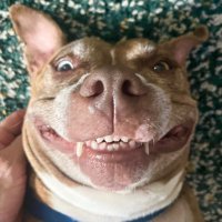 Elrod (@goelrodgo) 's Twitter Profile