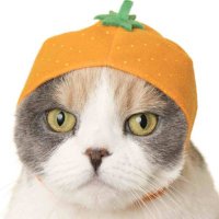 ศิริกันยุง🍊🦟 (@sirikanjung) 's Twitter Profile