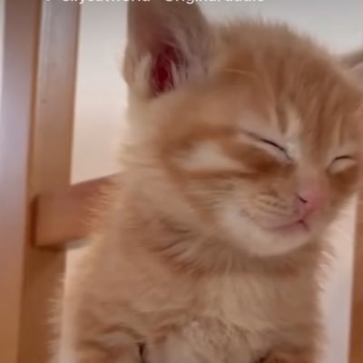 miraluvrgirl's profile picture. hi hi!! you can call me mira ^.^ sfw ONLY!! agere account :3  |@strawbri_pacis is biting me!!