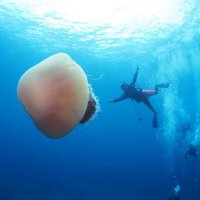 まっきー (@divedive_masato) 's Twitter Profile