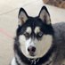 Adam Kramer (@akramedigitydog) Twitter profile photo Adam Kramer (@akramedigitydog) Twitter profile photo