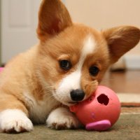 We are dog lovers (@minhpham2008) 's Twitter Profile