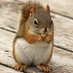 Squirrels48 (@squirrels48) Twitter profile photo Squirrels48 (@squirrels48) Twitter profile photo