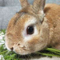 waku (@genzelive) 's Twitter Profile