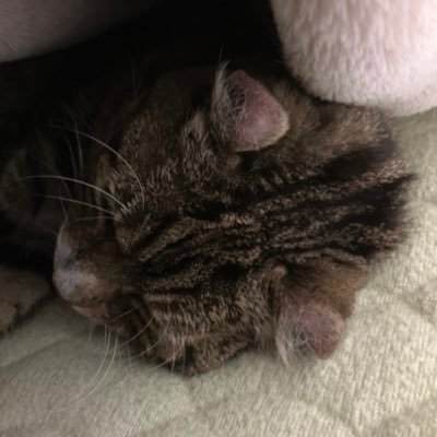 おしおじさんのプロフィール画像
