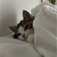 artuR (@salgxdoo) 's Twitter Profile