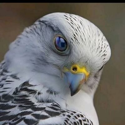 shrllyl736374's profile picture. 