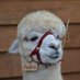 OMG (@m0m0lsz16) Twitter profile photo OMG (@m0m0lsz16) Twitter profile photo