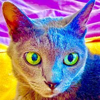 Patricia Klee (@pk1only) 's Twitter Profile Photo Patricia Klee (@pk1only) 's Twitter Profile Photo