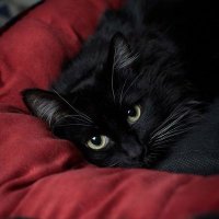 Faya πΎπββ¬ (@haechanleea) 's Twitter Profile