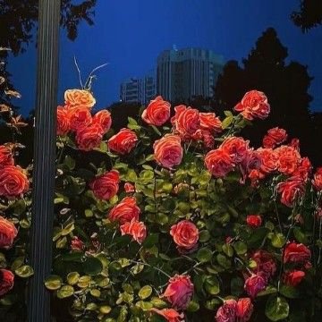 JJorgee2442's profile picture. الحمد لله