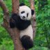 ANIMAL VIDEOGRAPHY (@animal_video4k) Twitter profile photo ANIMAL VIDEOGRAPHY (@animal_video4k) Twitter profile photo