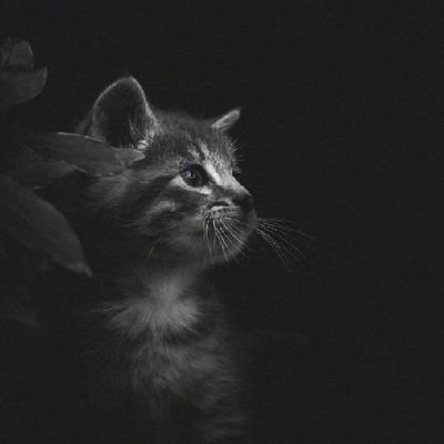 lmviva88's profile picture. 太阳底下无新鲜事；顺势而为，静待花开。