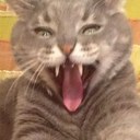 Bart Harvey - @BartCatThe - Twitter