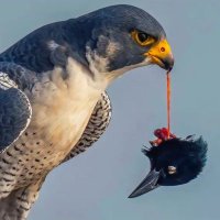 محمد الخضري ابو شامخ (@mhmdalk62) 's Twitter Profile Photo