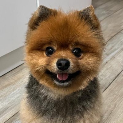 ChicoTheDogi's profile picture. Chico the REAL Dog.
Soon more infomations.