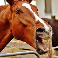 american_rocinante (@american_roci) 's Twitter Profile Photo american_rocinante (@american_roci) 's Twitter Profile Photo