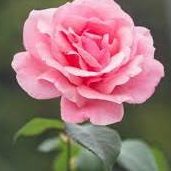 carolynycarlson's profile picture. woman, person, camera, tv