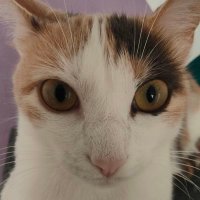 matchalien (@matchalien_) 's Twitter Profile