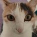 matchalien (@matchalien_) Twitter profile photo matchalien (@matchalien_) Twitter profile photo