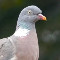 Ray Tranter (@raytranter26) 's Twitter Profile
