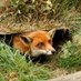 The Mongrel Fox (@brodvp) Twitter profile photo The Mongrel Fox (@brodvp) Twitter profile photo