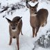 Deers (@hammersleypa) Twitter profile photo Deers (@hammersleypa) Twitter profile photo