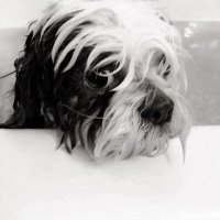 Canieatthat Donut (@canieatthatd) 's Twitter Profile Photo