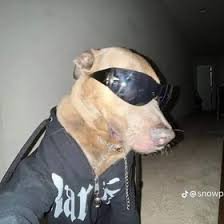 ShaquilOat_Meal's profile picture. Créateur de bonheurs.