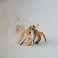 蟹貫之🍲 (@ysdsn_tanka) 's Twitter Profile